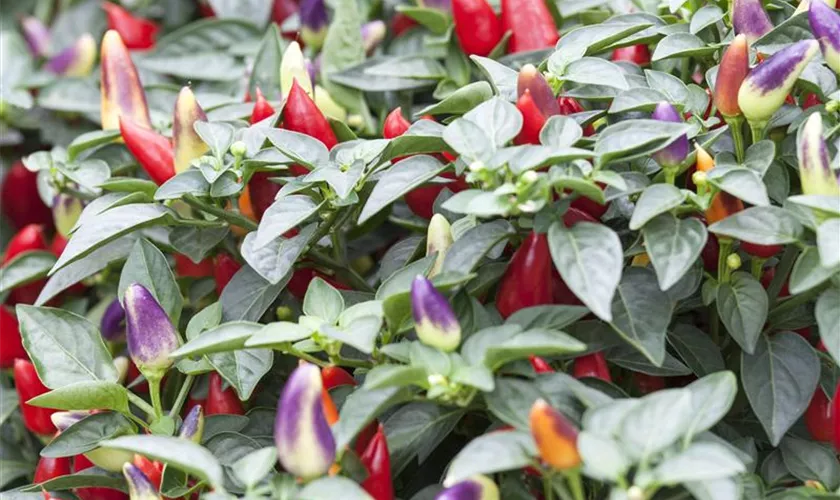 Capsicum annuum 'Samba'