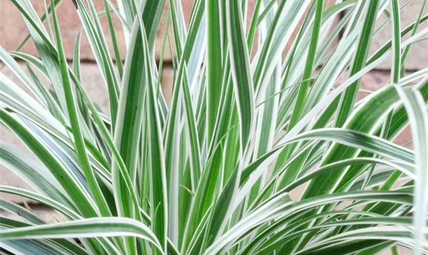 Carex oshimensis 'EverColor® Evercream'