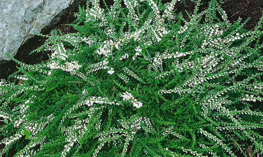 Calluna vulgaris 'White Lawn'