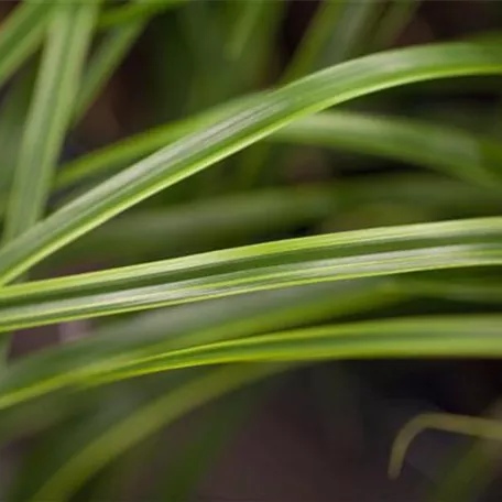 Carex oshimensis 'EverColor® Everlime'