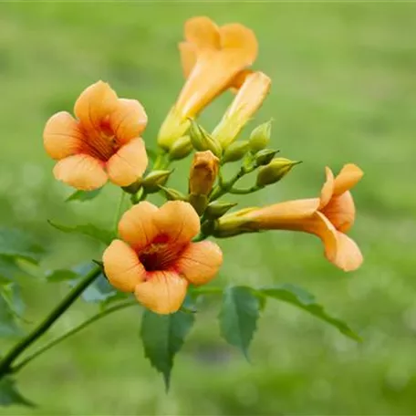 Campsis x tagliabuana 'Madame Galen'