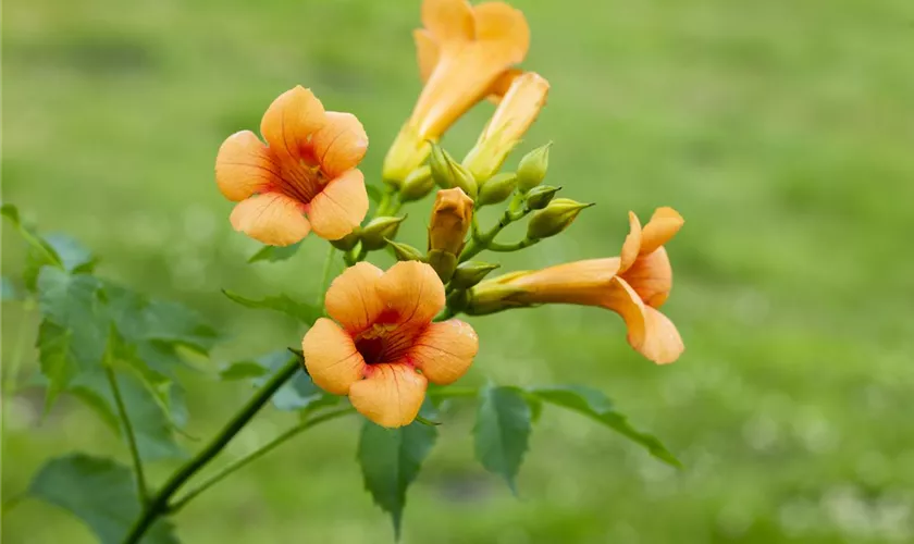 Große Kletter-Trompetenblume 'Mme Galen'