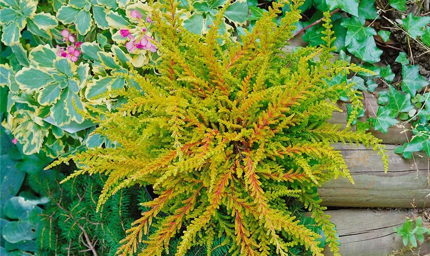 Calluna vulgaris 'Winter Chocolate'