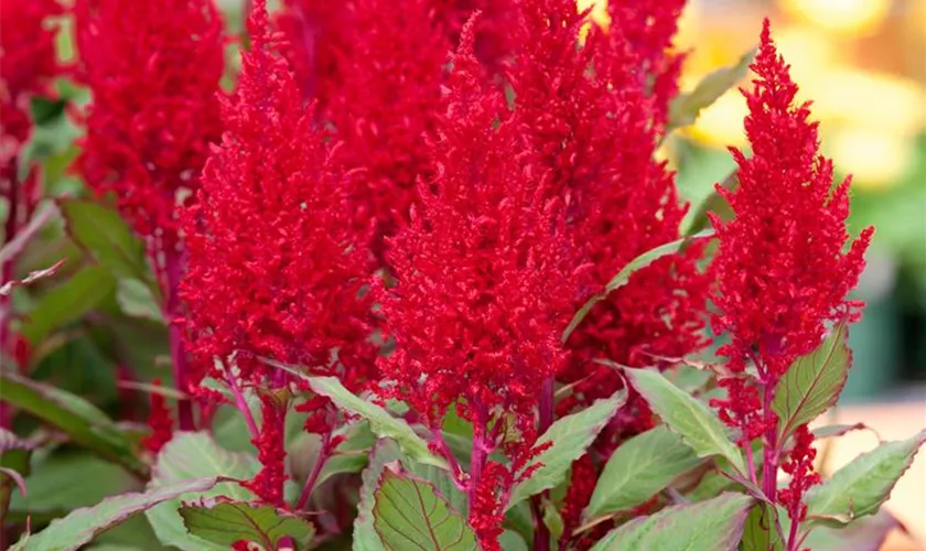 Celosia argentea var. plumosa 'Century'