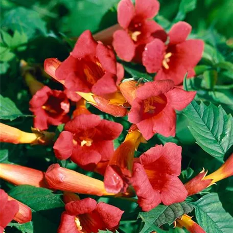 Campsis radicans 'Gabor'