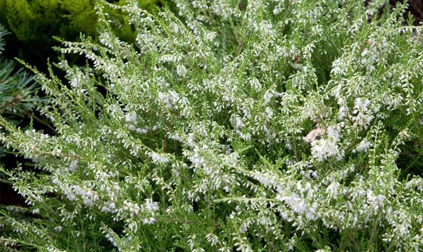 Besenheide 'August Beauty'