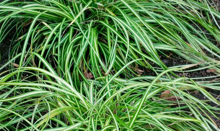 Carex oshimensis 'Intense Green'