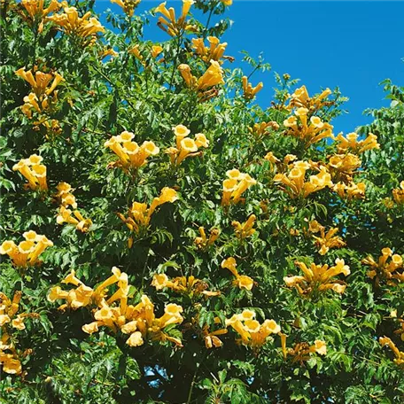 Campsis radicans 'Flava'