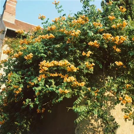 Campsis radicans 'Judy'