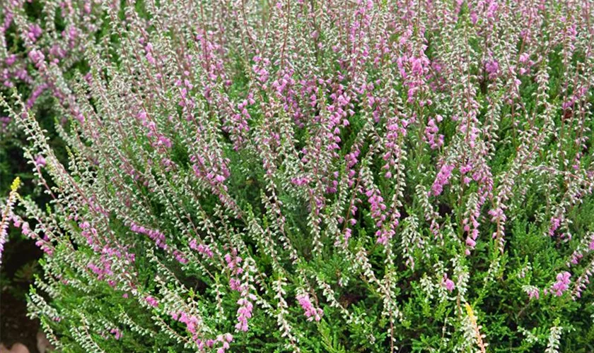 Besenheide 'Barbara Fleur'