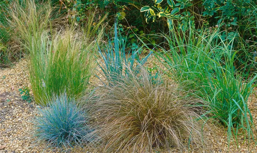 Carex petriei 'Bronze Form'