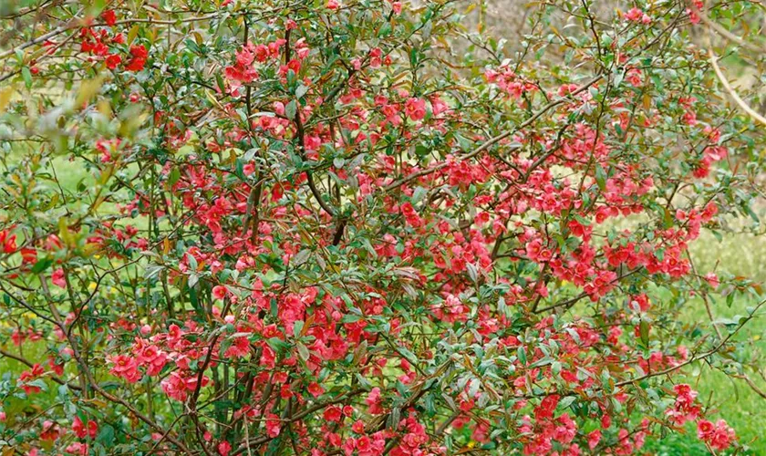 Zierquitte 'Rubra'