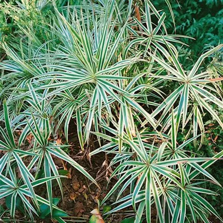 Carex phyllocephala 'Sparkler'