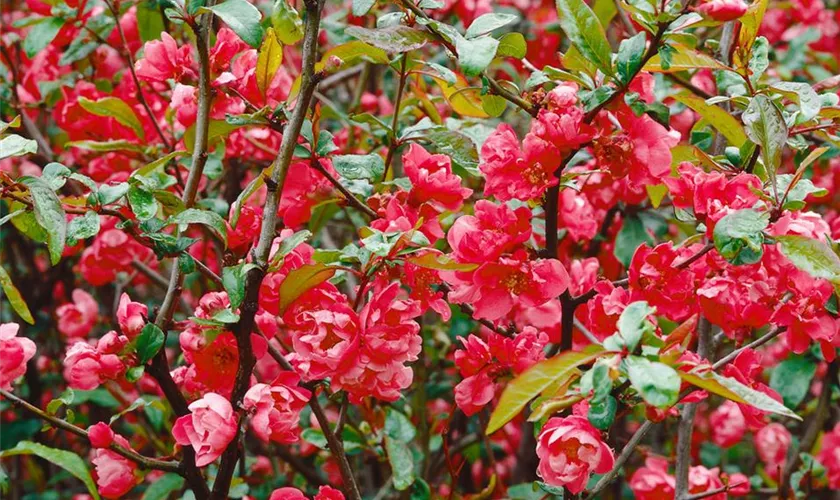 Zierquitte 'Atrococcinea Plena'