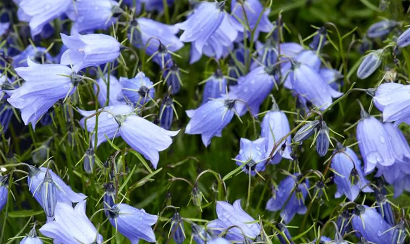 Niedliche Garten-Glockenblume 'Blue Baby'