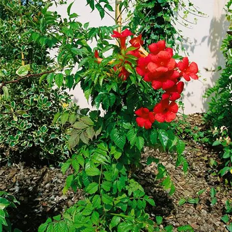 Campsis x tagliabuana 'Rouge Orange'