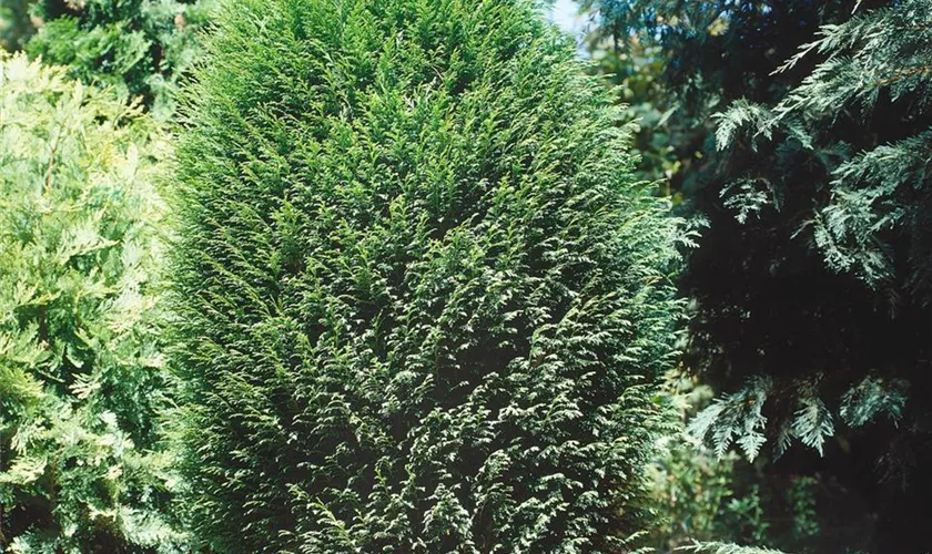 Gartenzypresse 'Olbrichii'