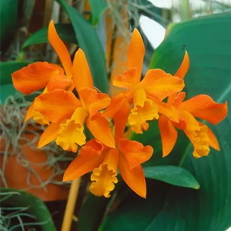 Cattleya 'Trick or Treat'