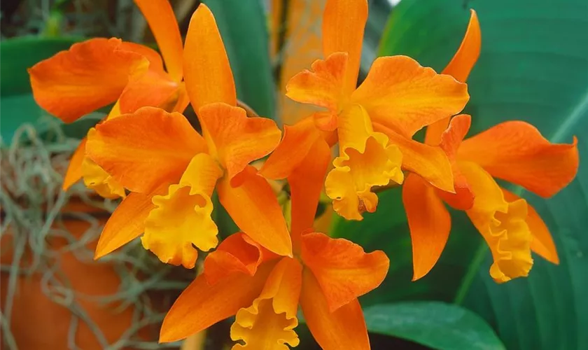 Cattleya 'Trick or Treat'