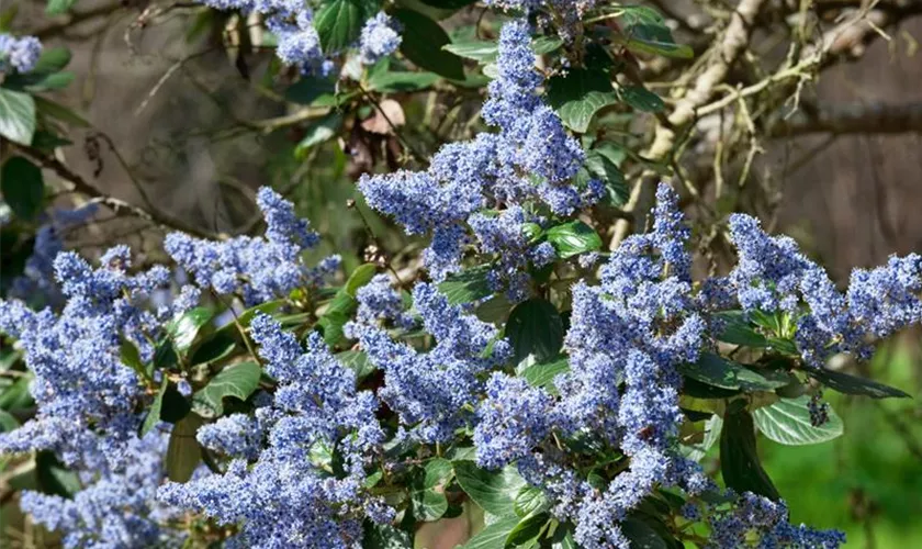 Blaue Säckelblume