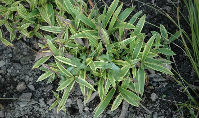 Carex siderosticha 'Island Brocade'