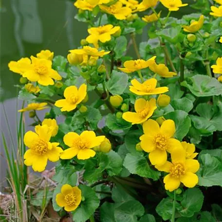 Caltha palustris 'Auenwald'