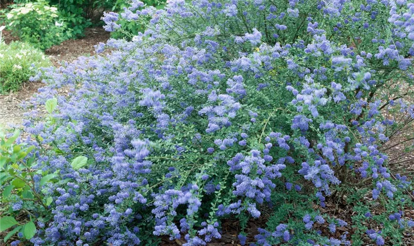 Säckelblume 'Blue Carpet'