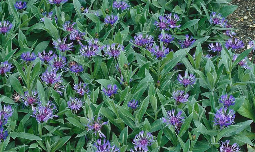 Kornblume 'Blue Carpet'