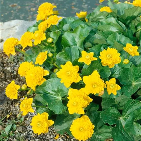 Caltha palustris 'Monstrosa'