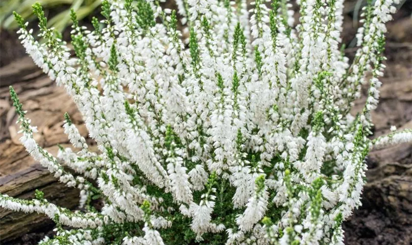 Calluna vulgaris 'Hammondii'