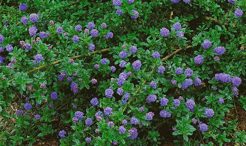 Säckelblume 'Fireworks'