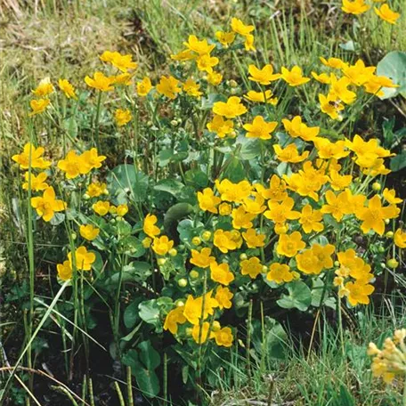 Caltha palustris 'Semiplena'