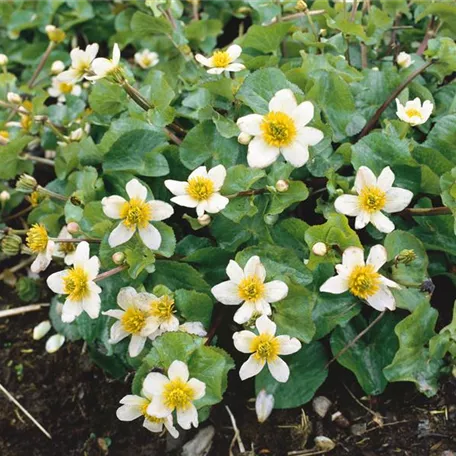 Caltha palustris var. alba