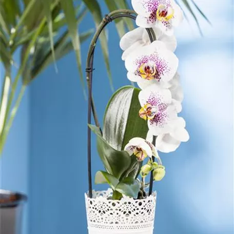 Phalaenopsis 'Waterfall'