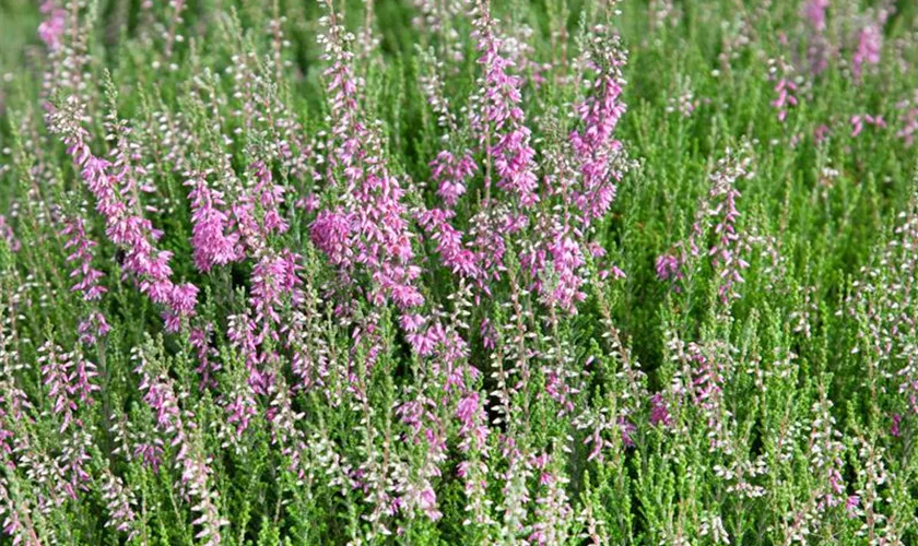 Calluna vulgaris 'Heidesinfonie'