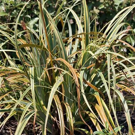 Carex trifida 'Rekohu Sunrise'