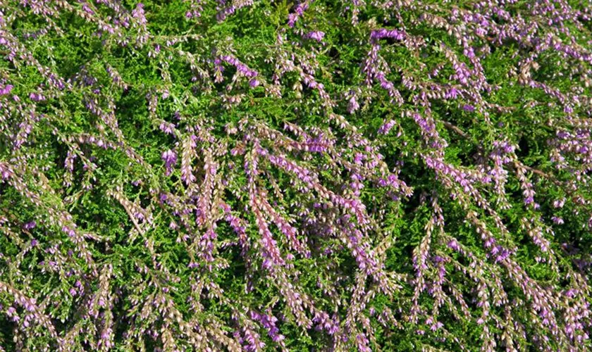 Calluna vulgaris 'Heidezwerg'