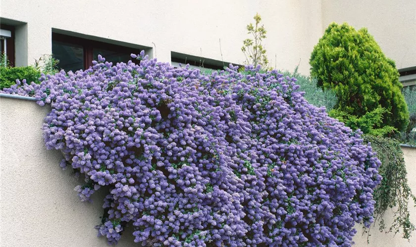 Säckelblume 'Cascade'