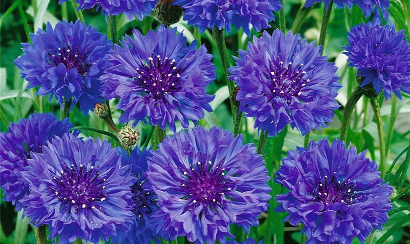 Kornblume 'Dwarf Blue Midget'