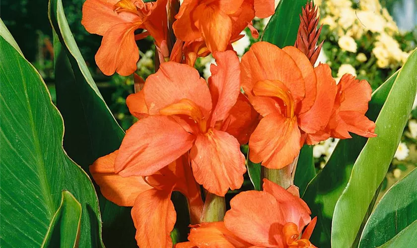 Canna 'Burning Ember'