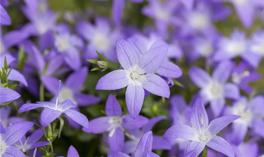 Sternförmige Garten-Glockenblume 'Filigree'