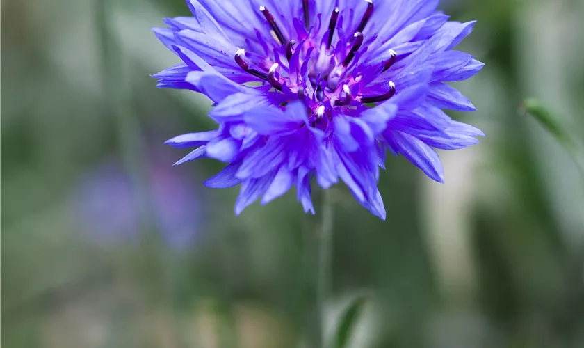 Kornblume 'Tom Pouce Baby Blue'