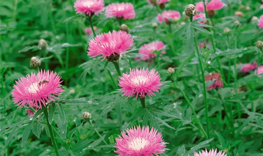 Rotblühende Garten-Flockenblume 'Steenbergii'