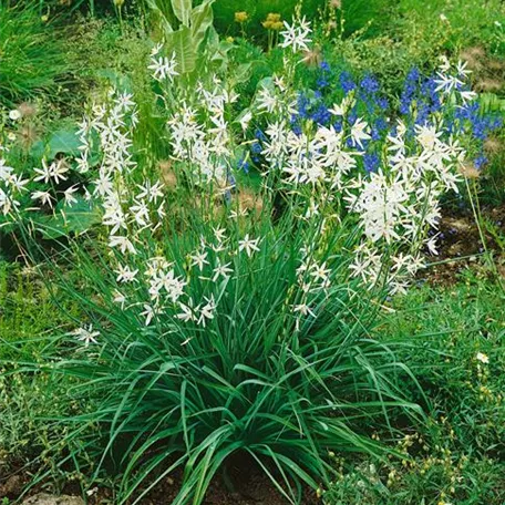 Camassia leichtlinii 'Alba'