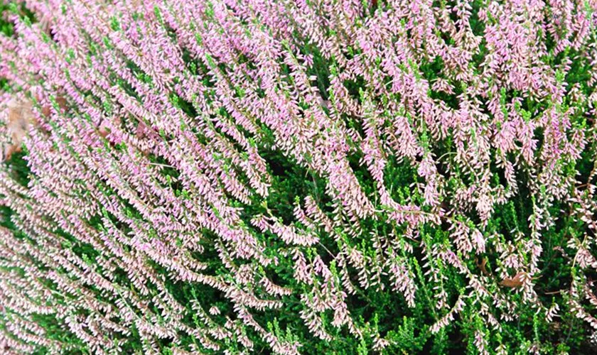 Calluna vulgaris 'Hollandia'