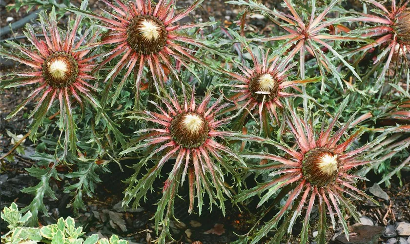 Hochstängelige Silberdistel