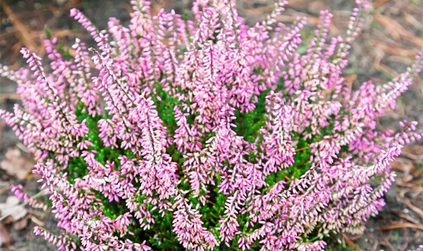 Knospenheide Beauty Ladies® 'Mignon'