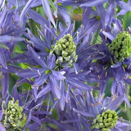 Camassia leichtlinii 'Blue Danube'