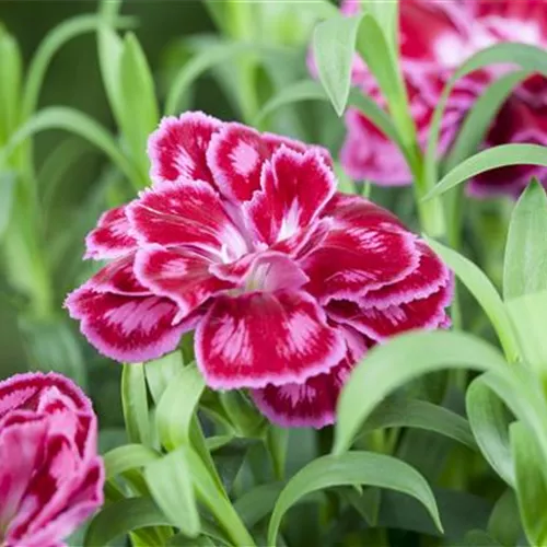 Die Auswahl von Trauerblumen und Grabbepflanzung