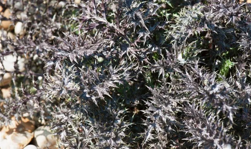 Stängellose Silberdistel 'Bronze'